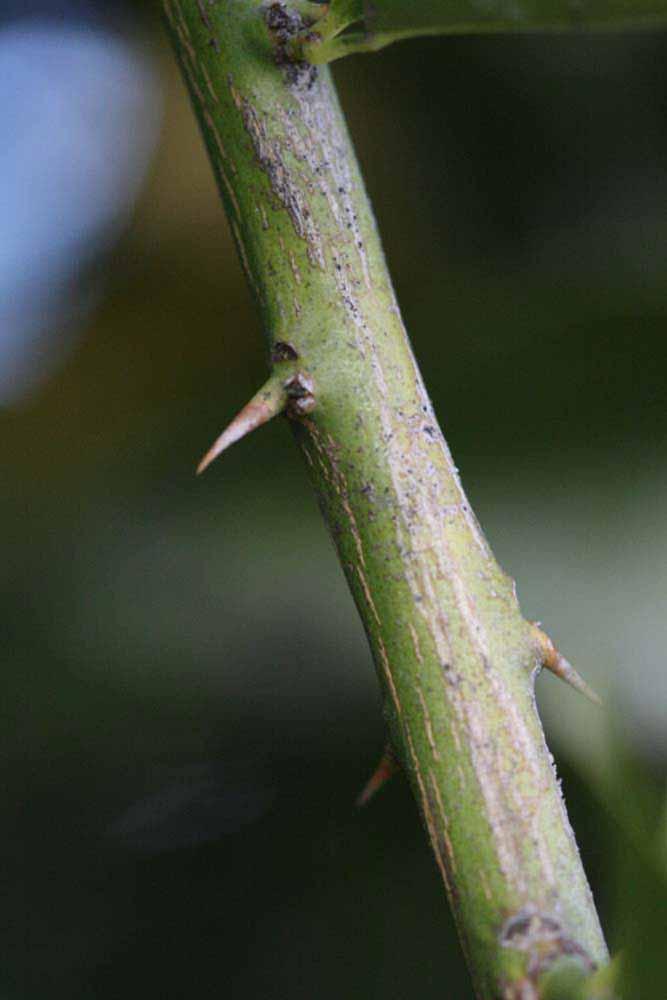              First year twig (Riverside, CA)       